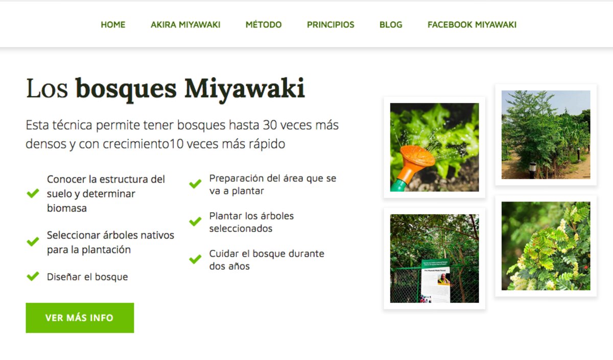 Reforestación con árboles nativos